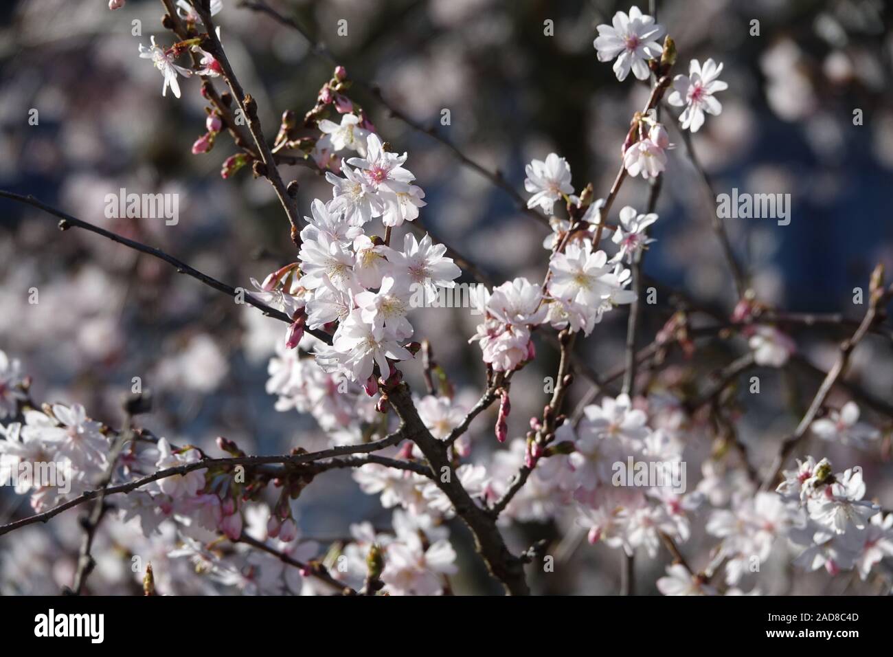 Prunus subhirtella Autumnalis, Pink Autumn Cherry Stock Photo