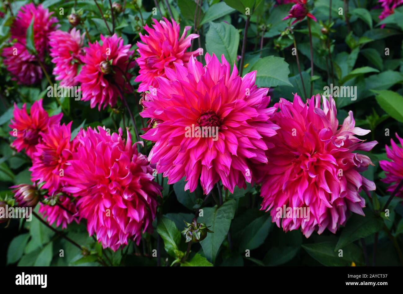 Decorative Dahlia Stock Photo