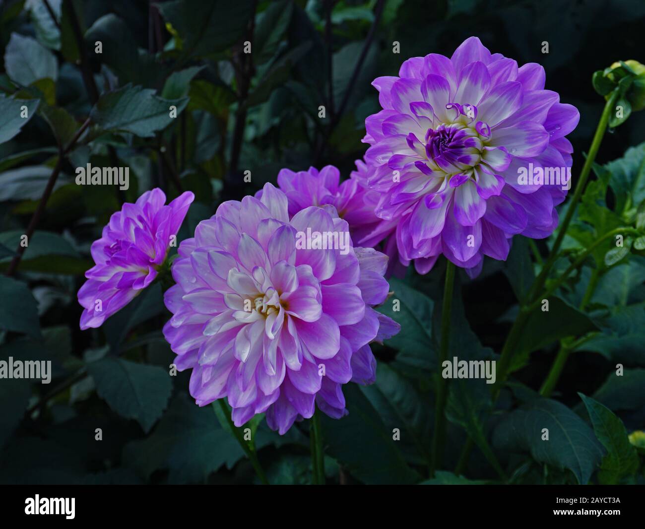 Decorative Dahlia Stock Photo