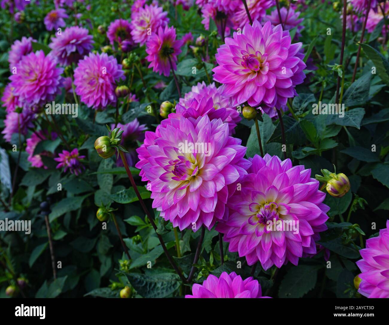 Decorative Dahlia Stock Photo