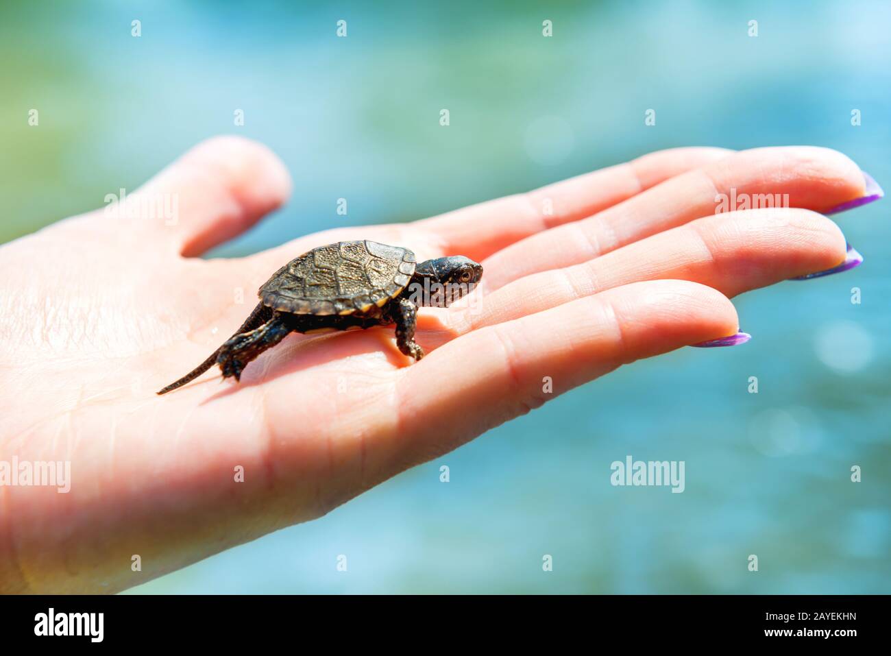 Small sea turtle Stock Photo