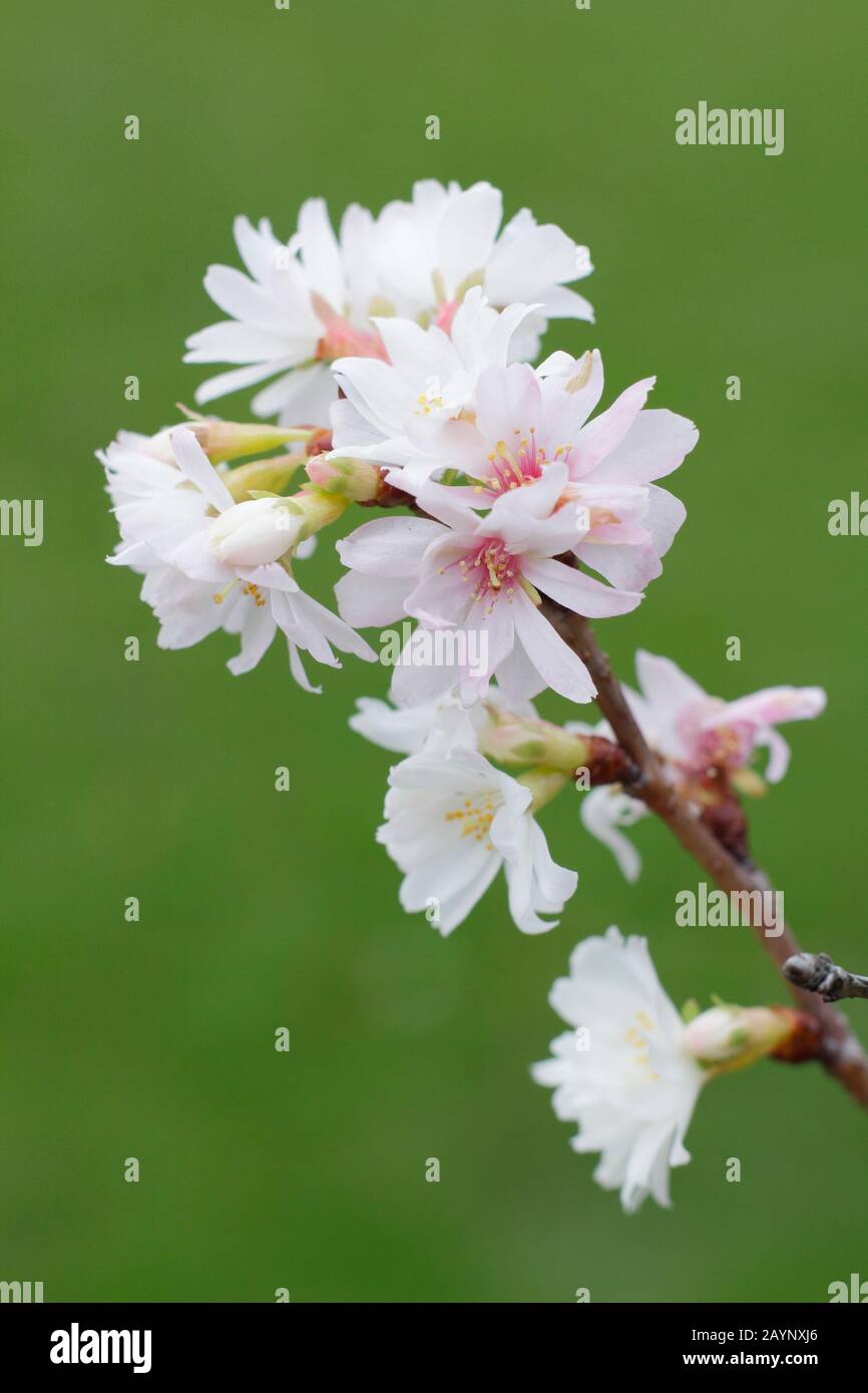 Prunus × subhirtella 'Autumnalis'. Blossoms of Winter flowering cherry in January. UK Stock Photo