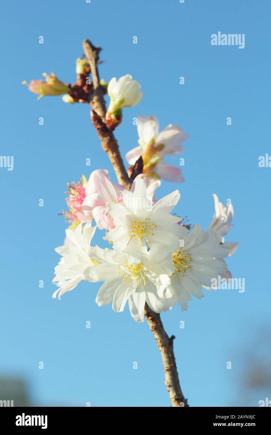 Prunus × subhirtella 'Autumnalis'. Blossoms of Winter flowering cherry in January. UK Stock Photo