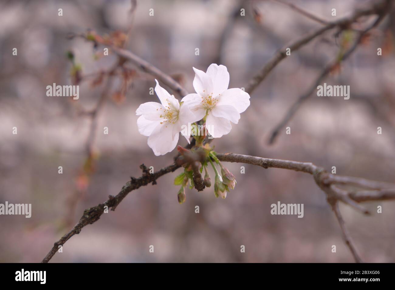 Prunus subhirtella Flower Stock Photo