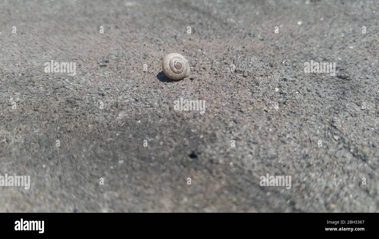 snail sitting on rock Stock Photo