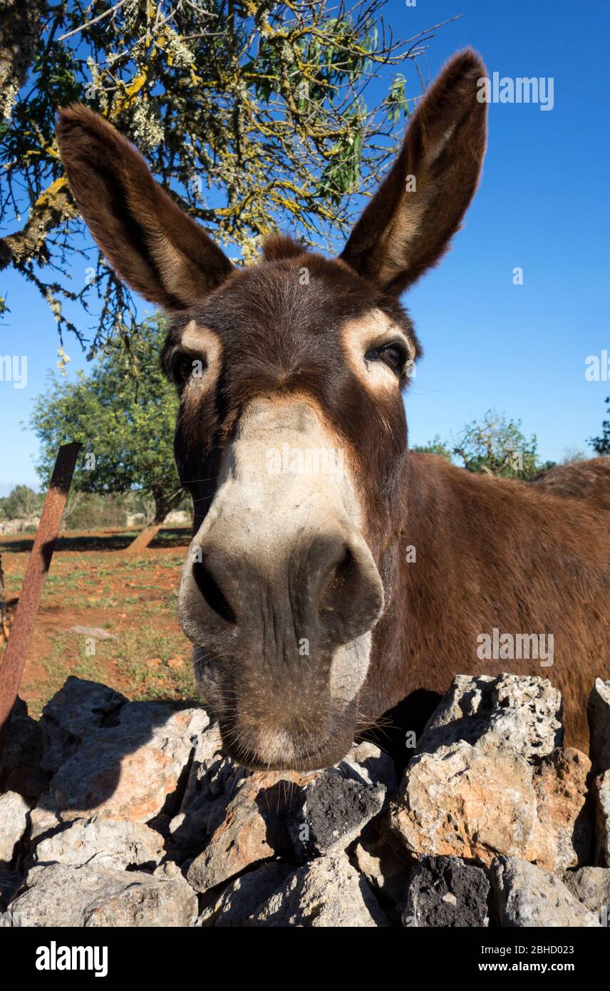 Donkey Stock Photo