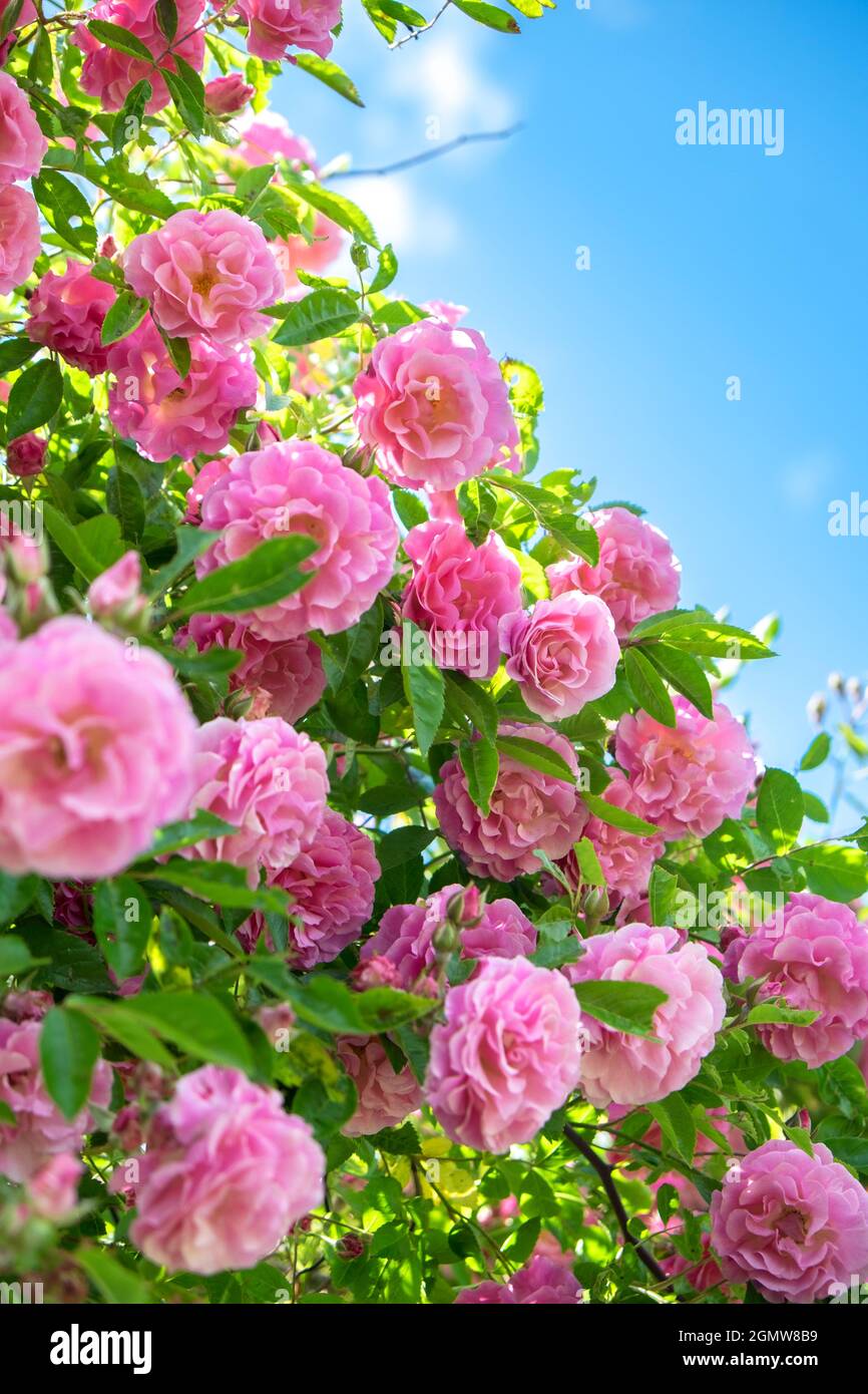 Pink Rose bush, USA Stock Photo