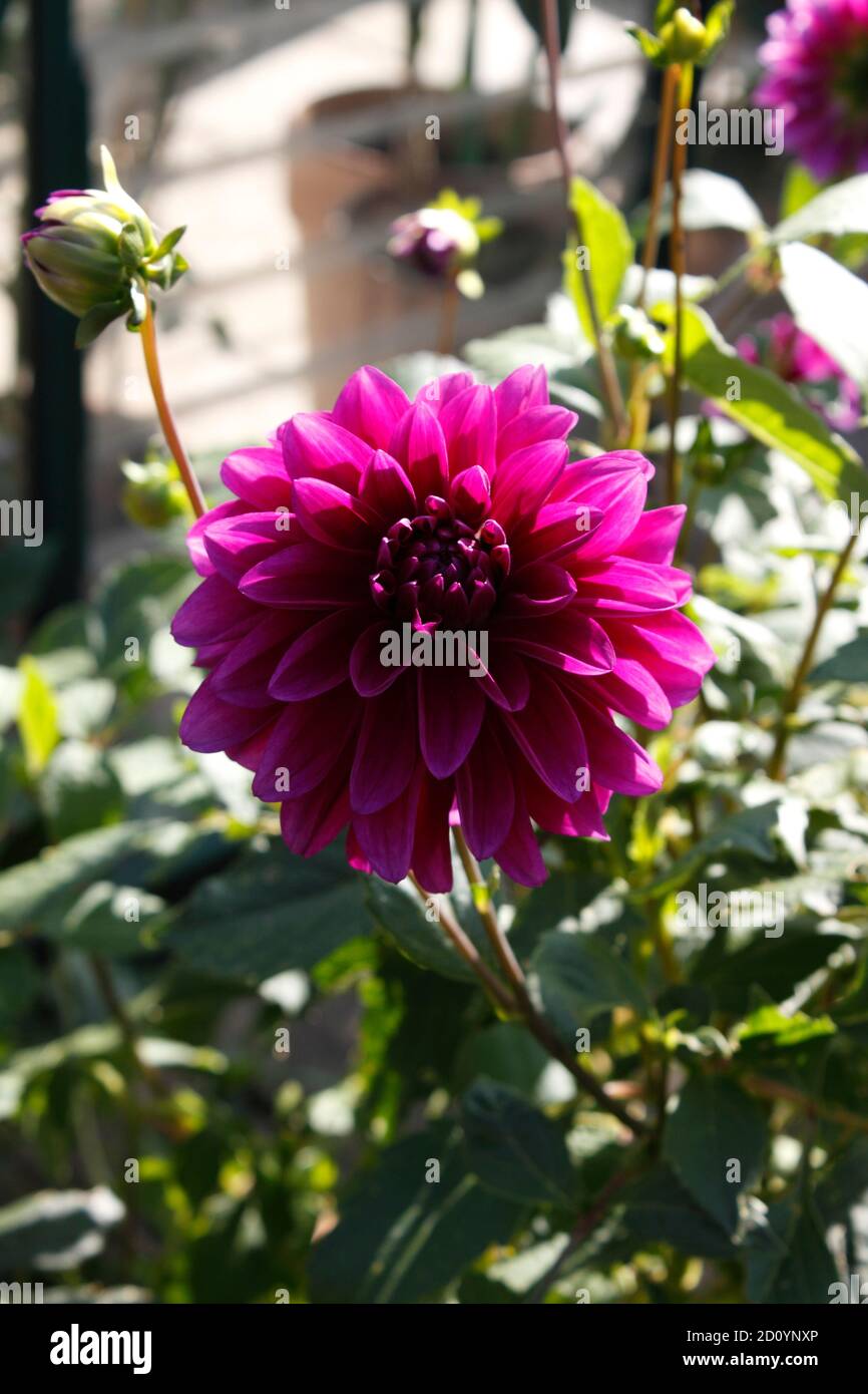 PURPLE DECORATIVE DAHLIA. Stock Photo