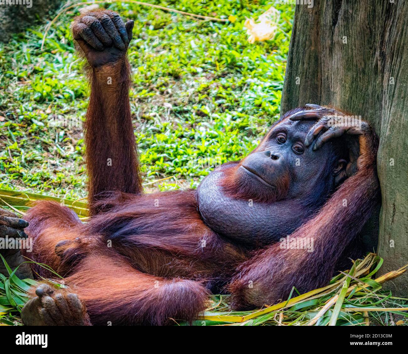 Animals in the Singapore Zoo Stock Photo