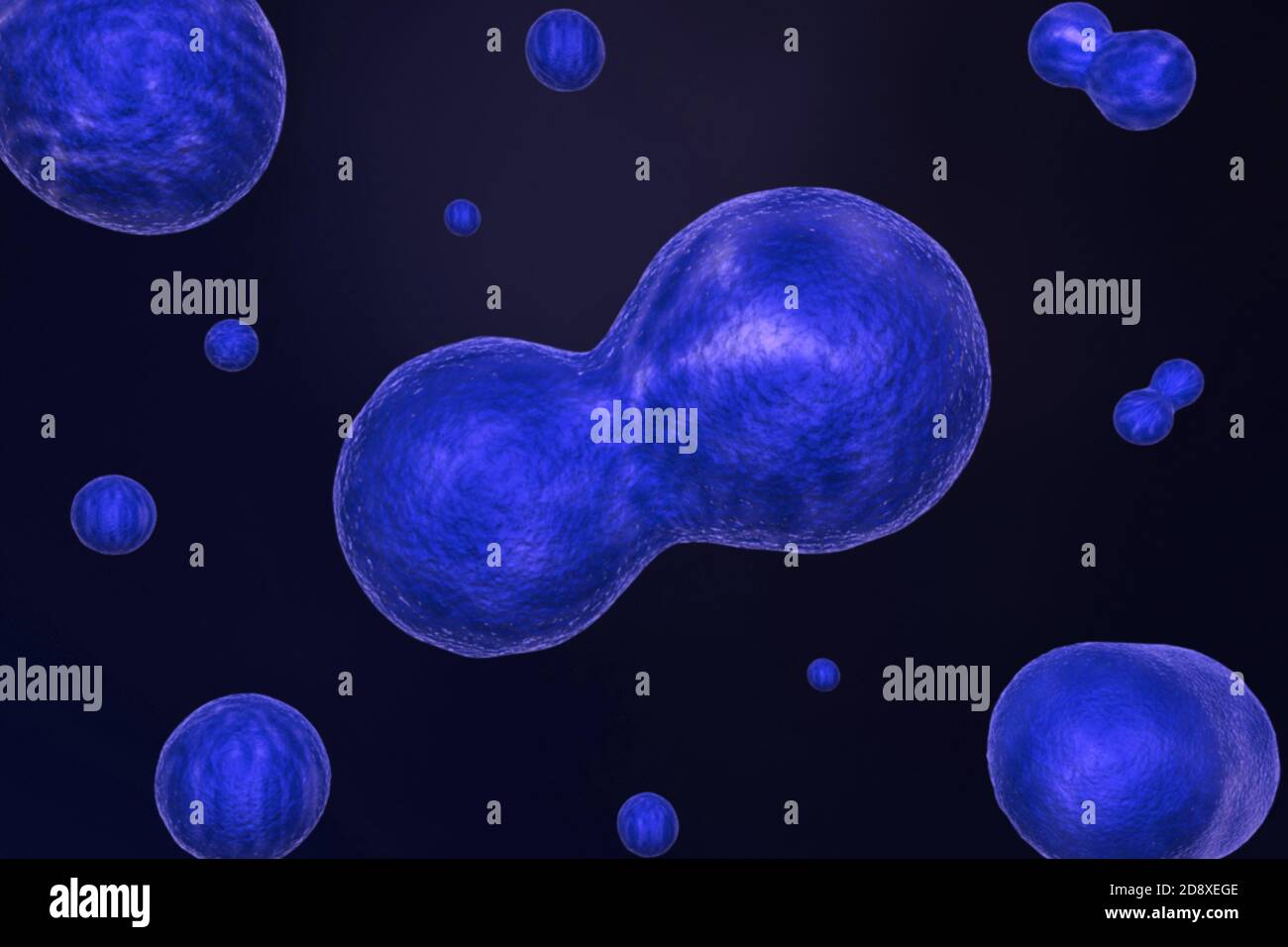 Cell Division Stock Photo