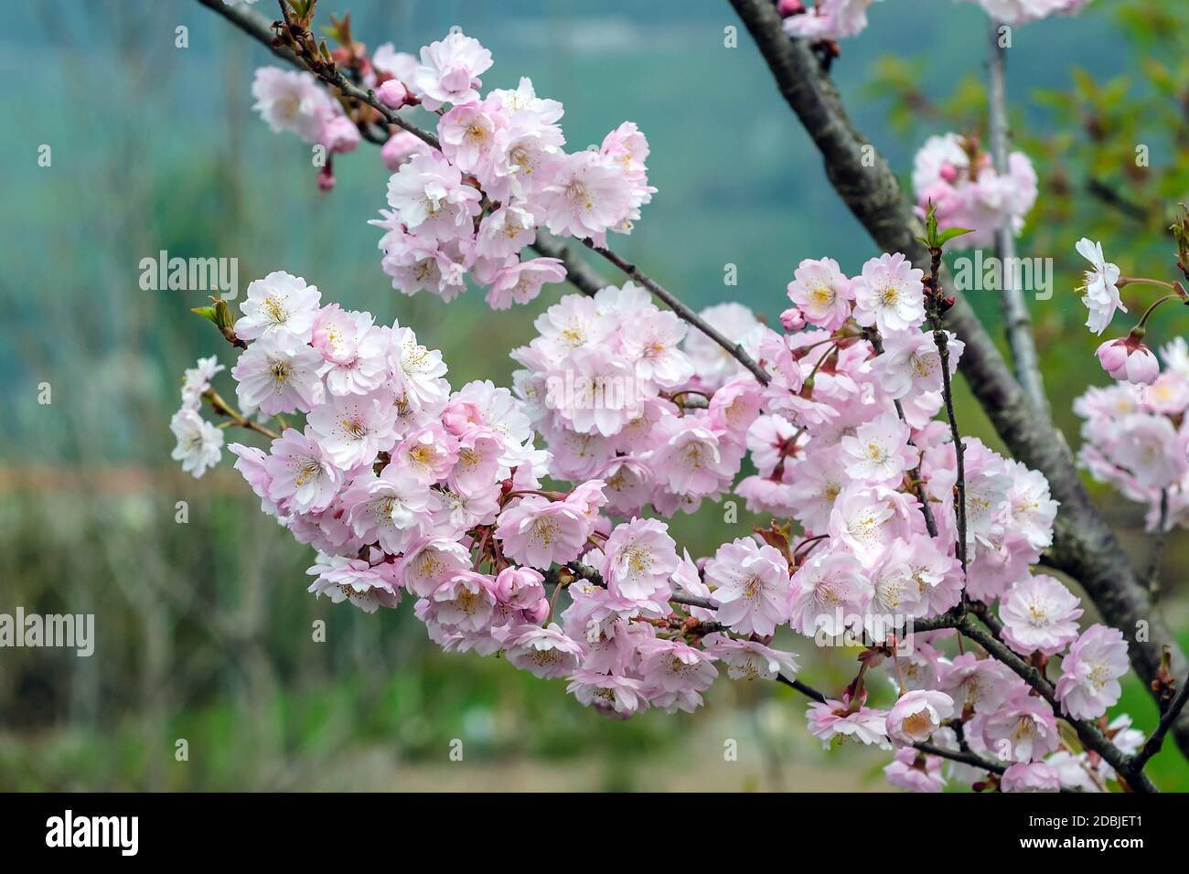 Winterkirsche (Prunus × subhirtella 'Autumnalis') Stock Photo