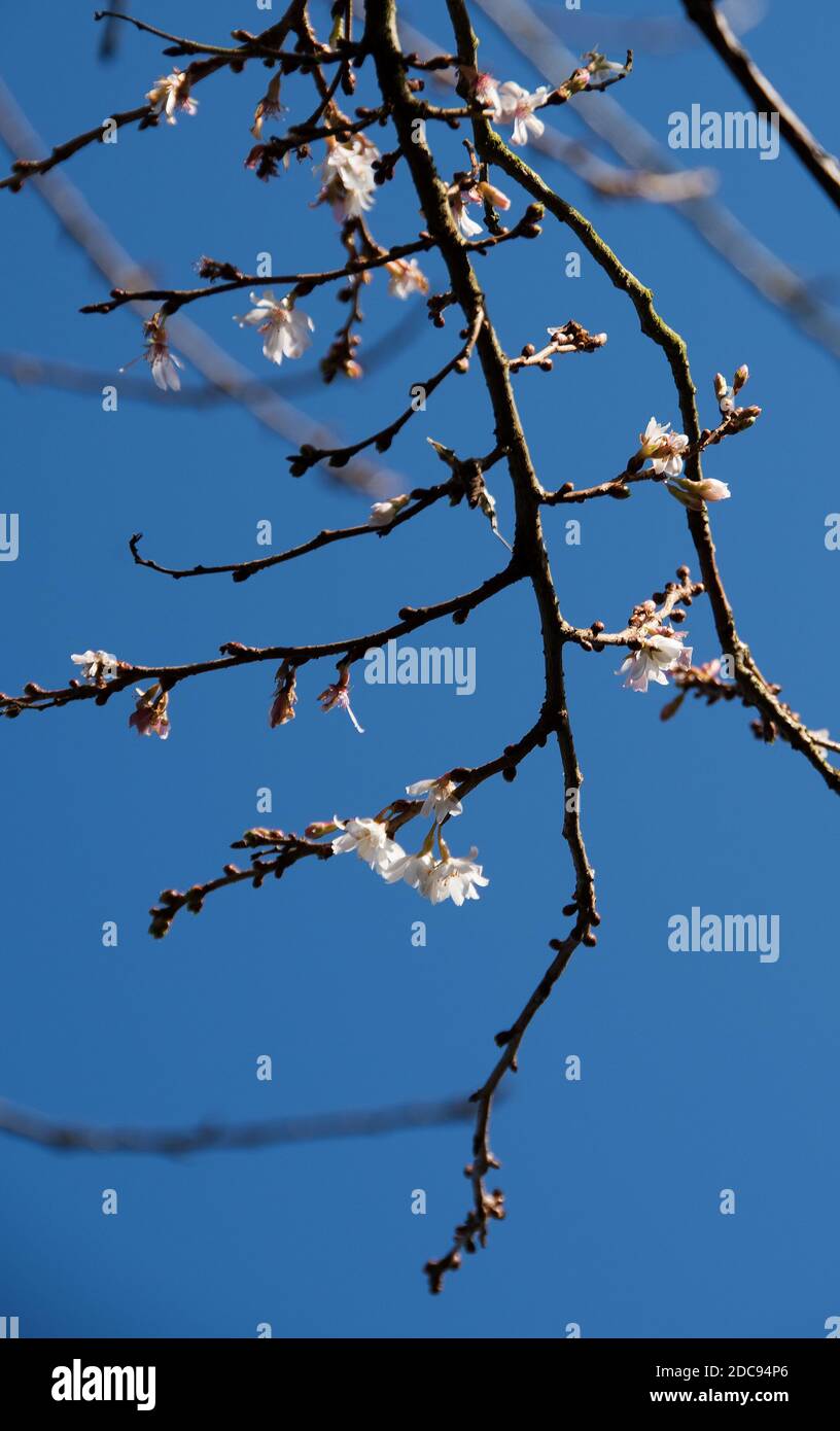 Prunus x subhirtella 'Autumnalis' Stock Photo