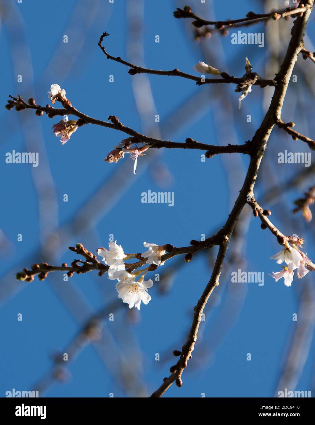 Prunus x subhirtella 'Autumnalis' Stock Photo