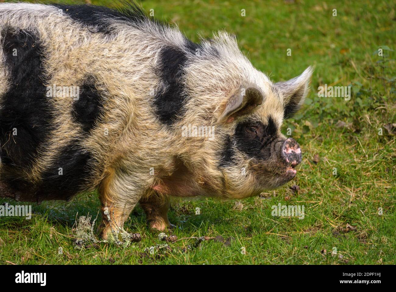 Hairy fat pig in the grass Stock Photo