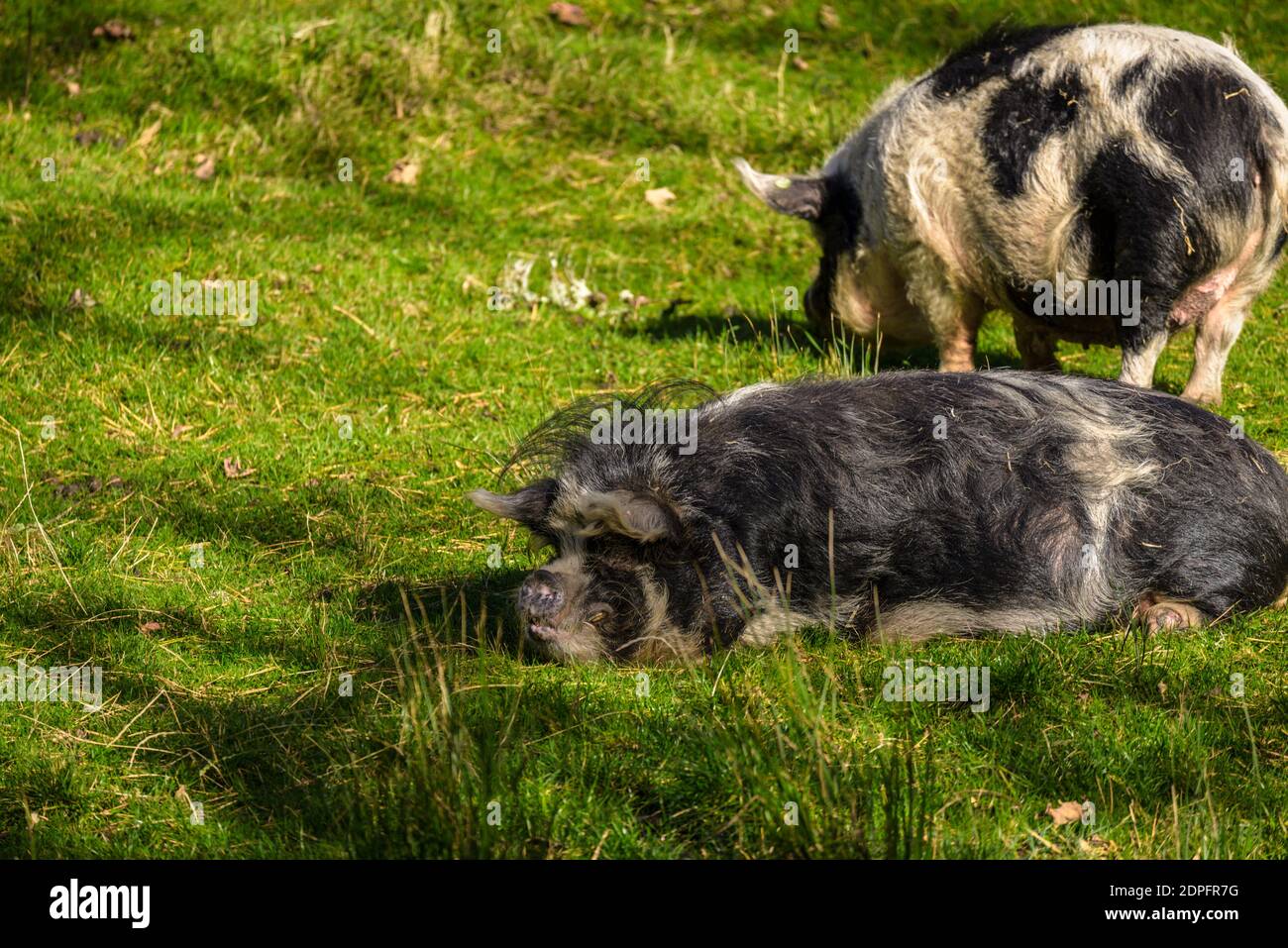 Hairy fat pig in the grass Stock Photo