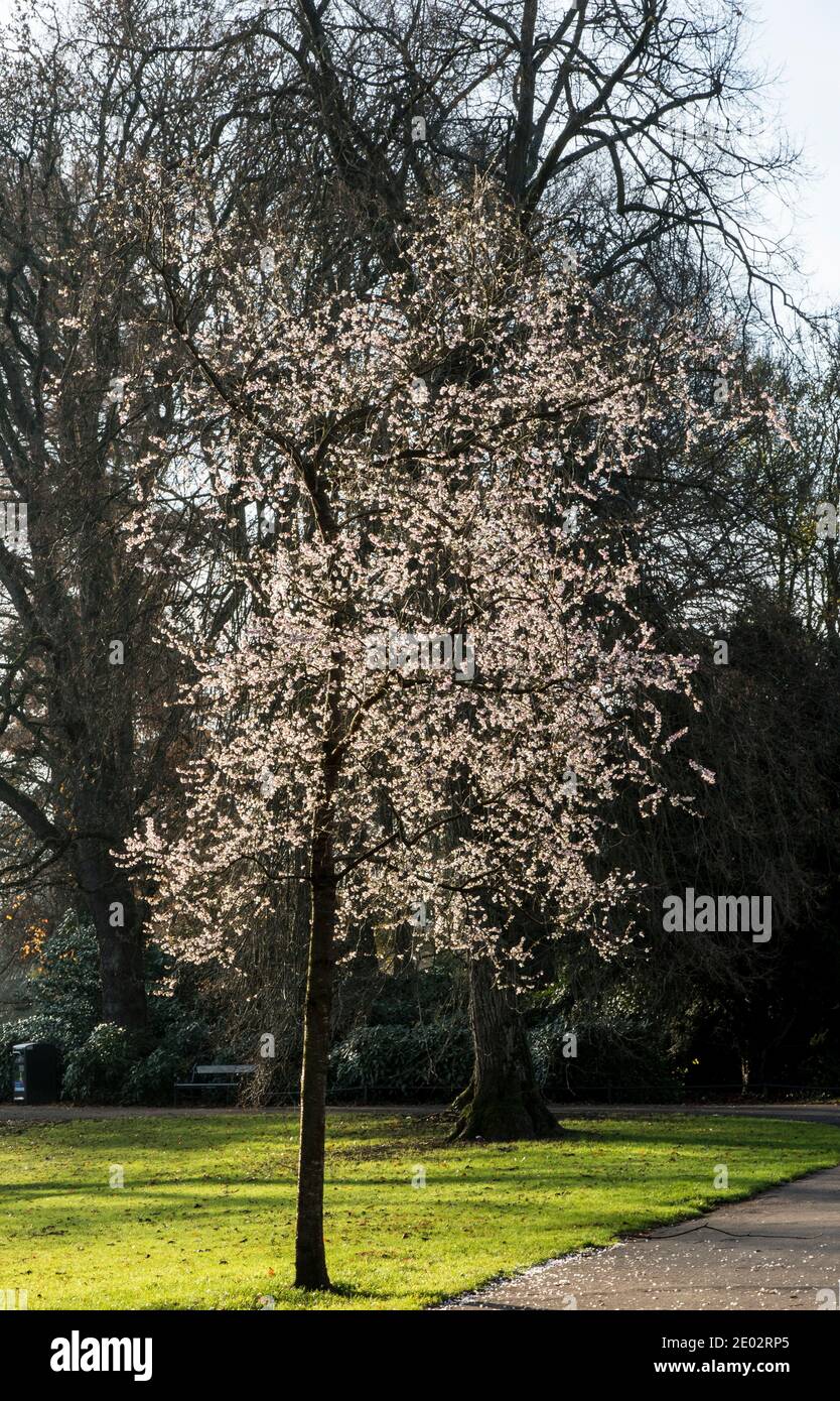 Prunus x subhirtella 'Autumnalis' Stock Photo