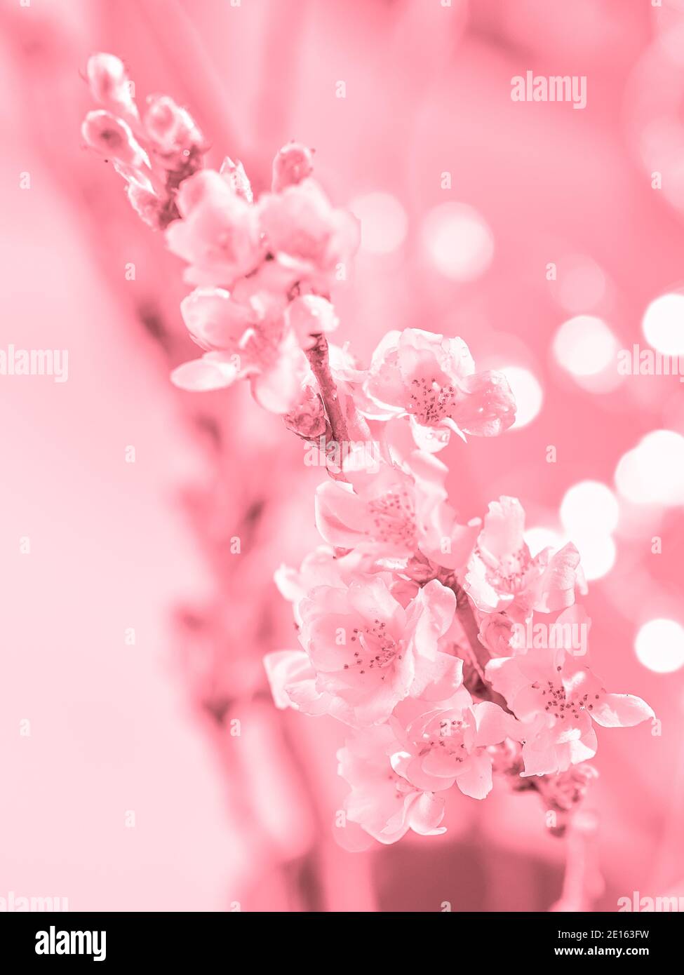 Prunus subhirtella, the winter-flowering cherry. Close-up on buds and flowers. Flora background. Monochrome pink flower background. Romantic blossoms. Stock Photo