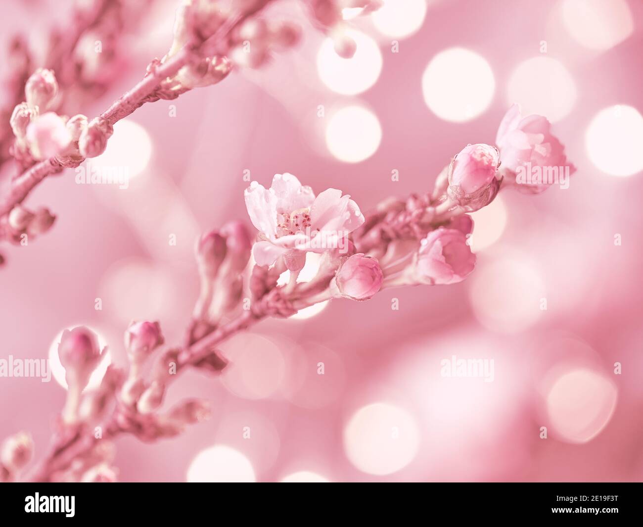 Prunus subhirtella, the winter-flowering cherry. Close-up on buds and flowers. Flora background. Monochrome pink flower background. Romantic blossoms. Stock Photo