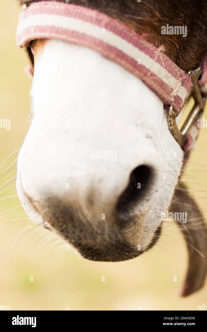 Donkey's Nose Stock Photo