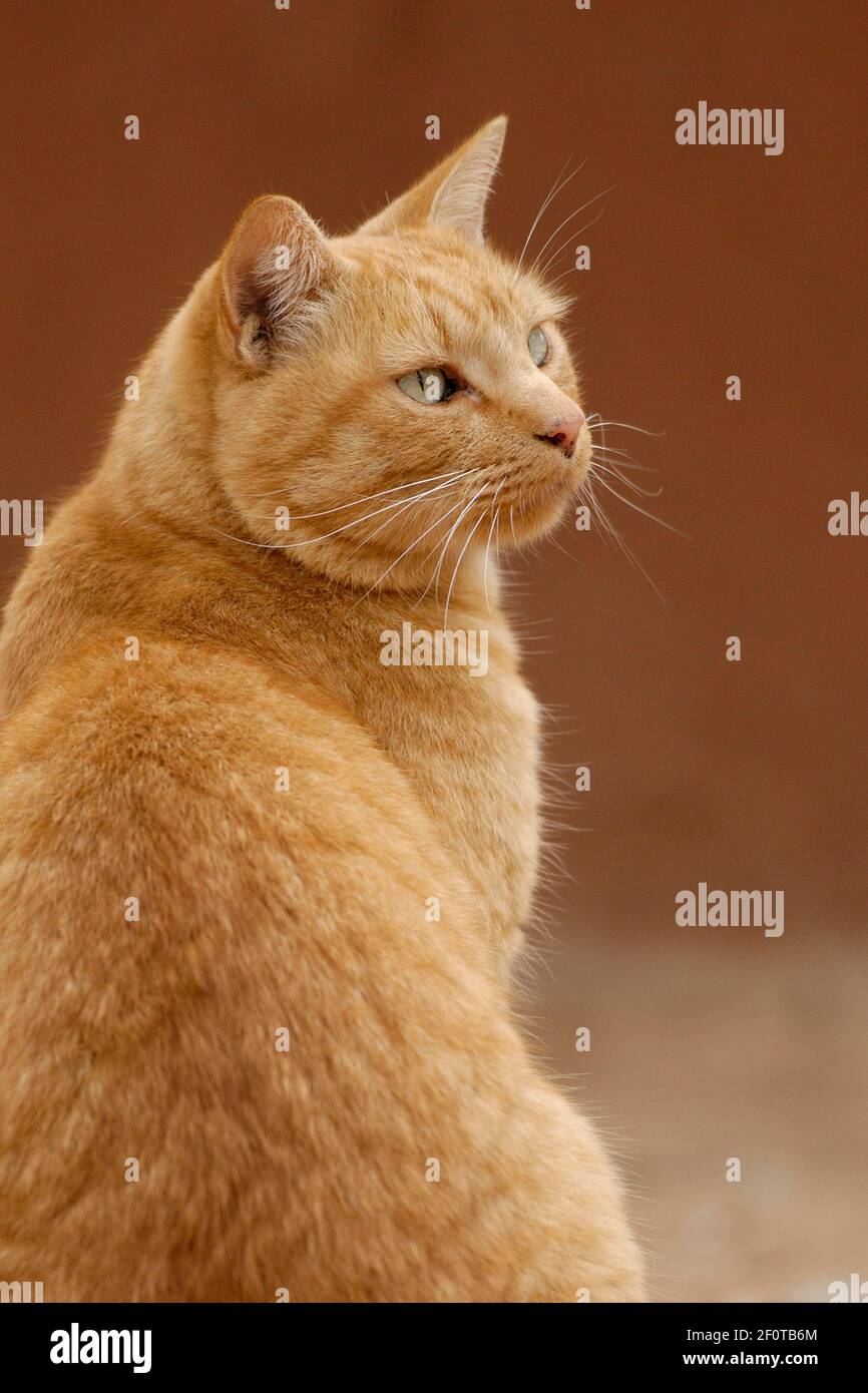 Red tabby house cat Stock Photo