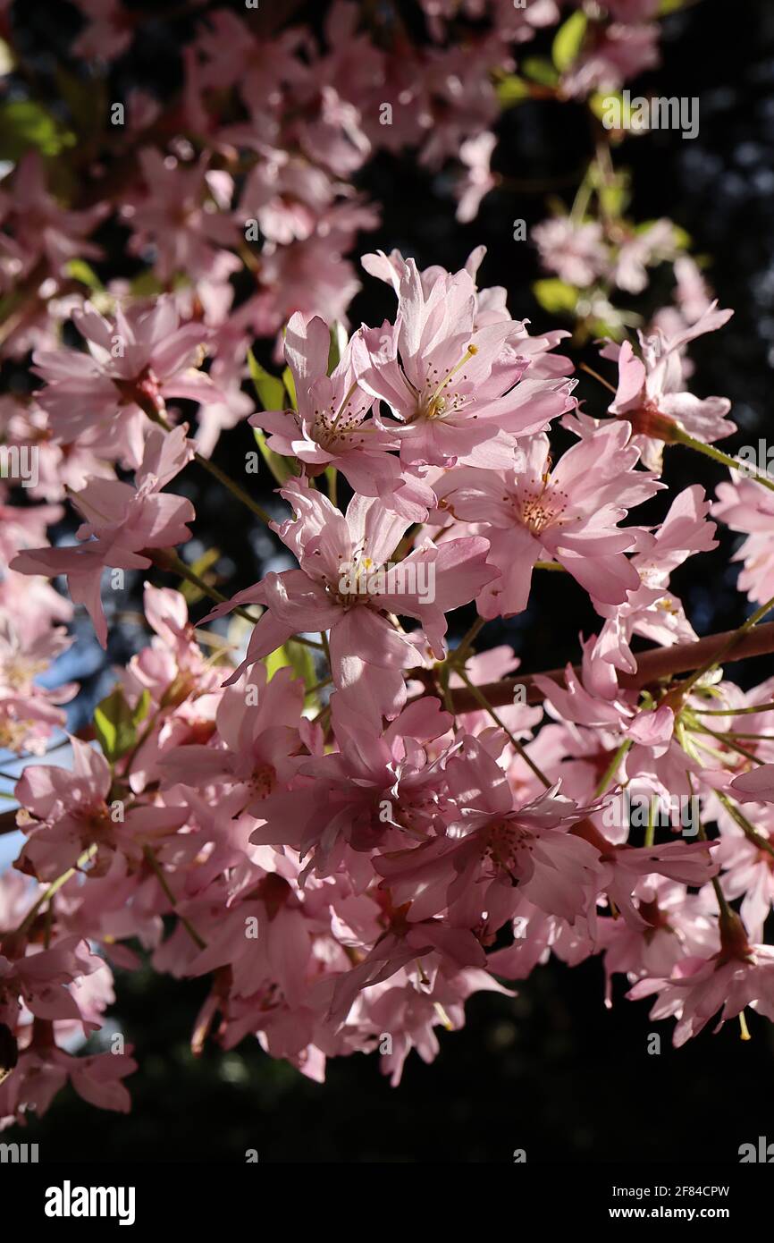 Prunus x subhirtella ‘Autumnalis Rosea’ winter-flowering cherry – semi-double shell pink flowers and fresh green leaves, April, England, UK Stock Photo