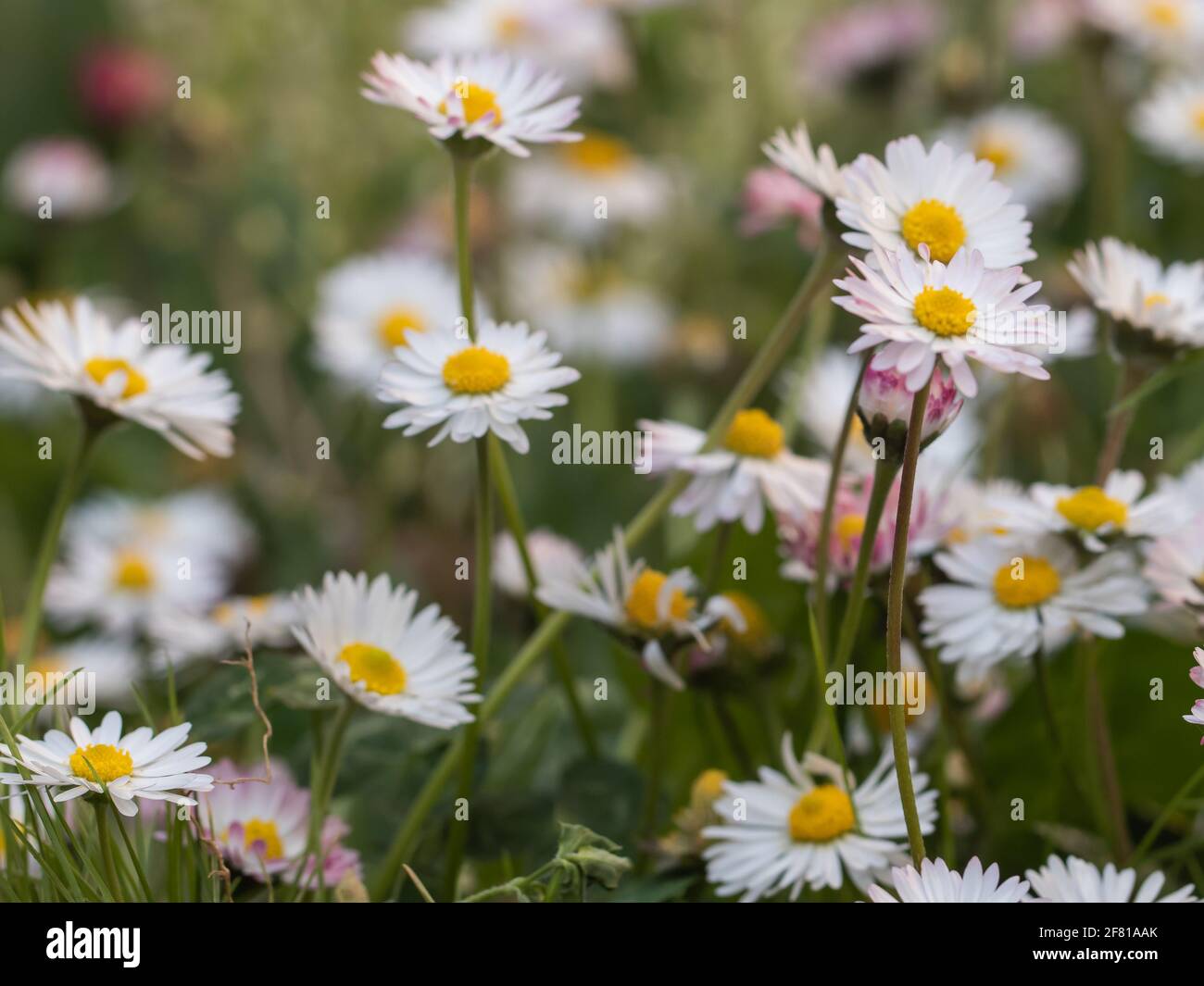 field of white daisies Stock Photo - Alamy