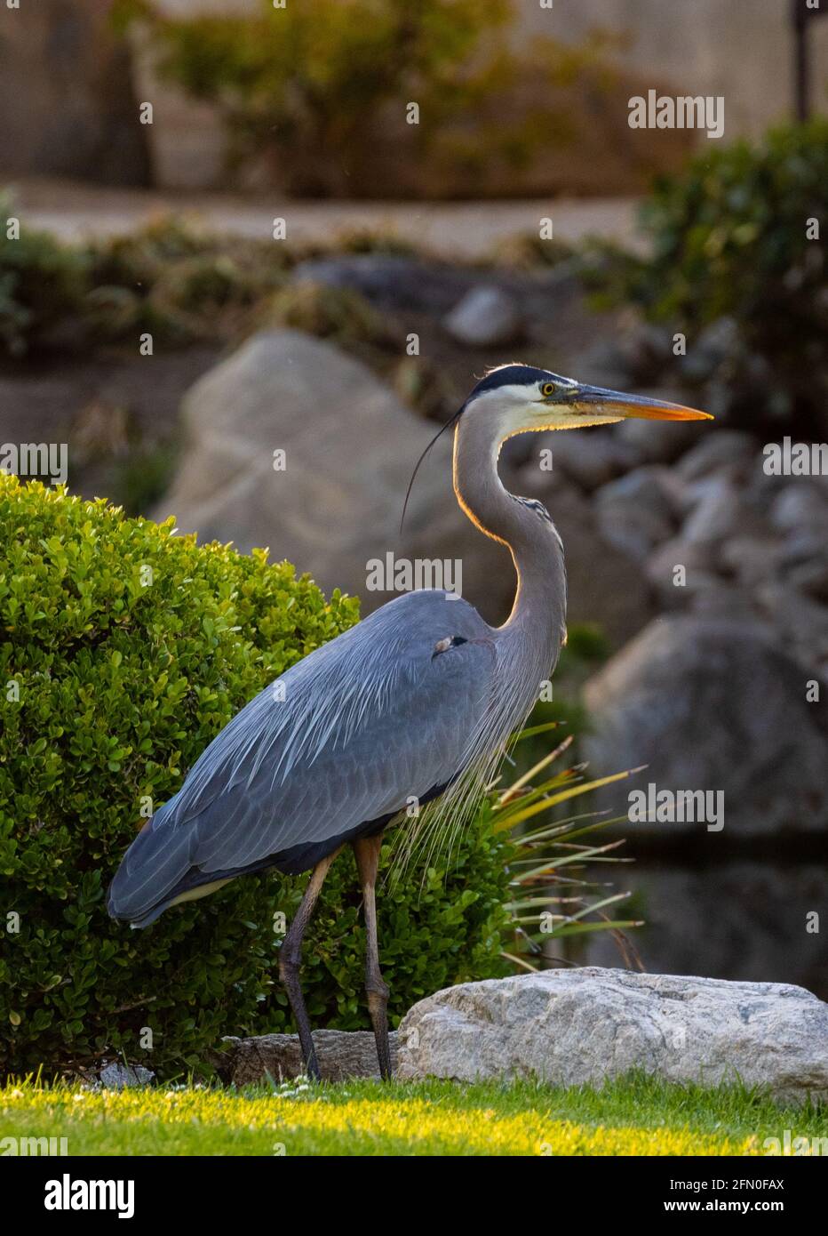 Blue Heron near pond Stock Photo