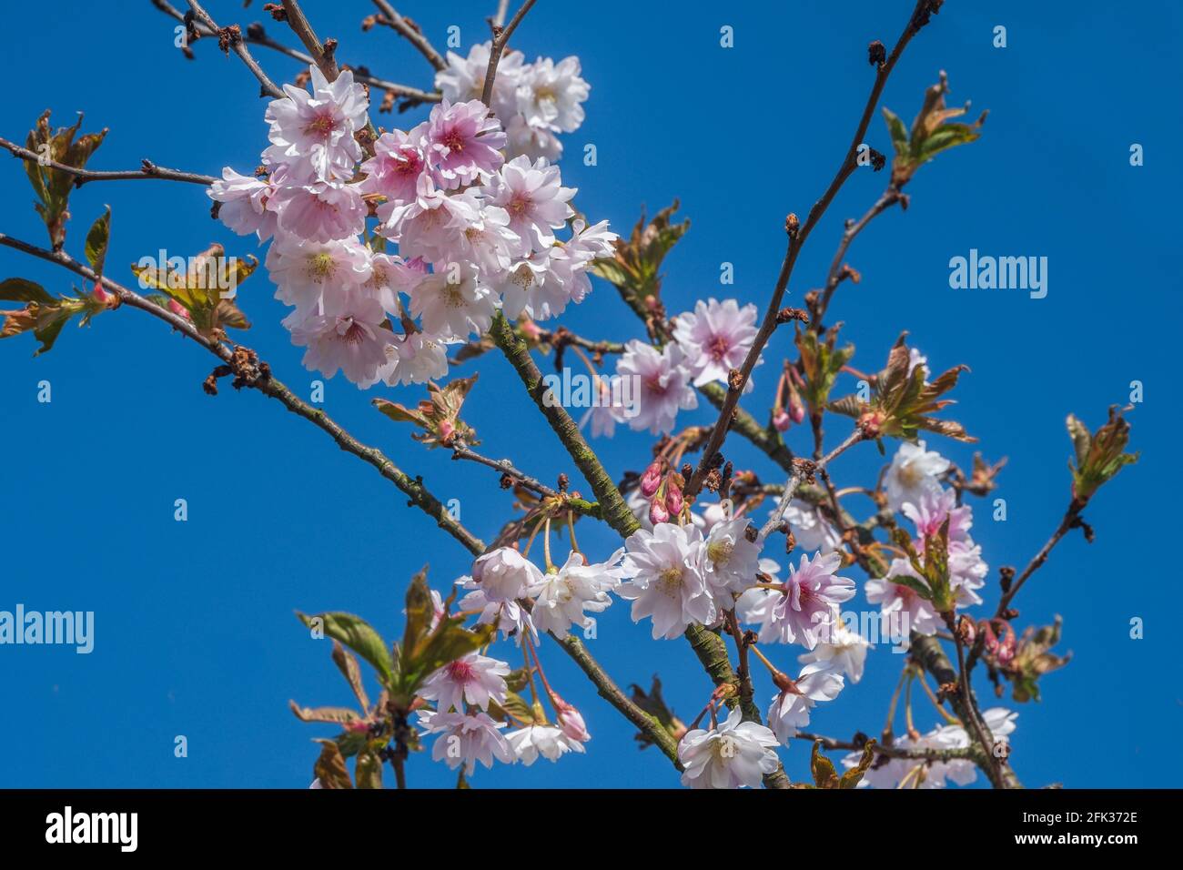 Cherry blossom in spring. Stock Photo