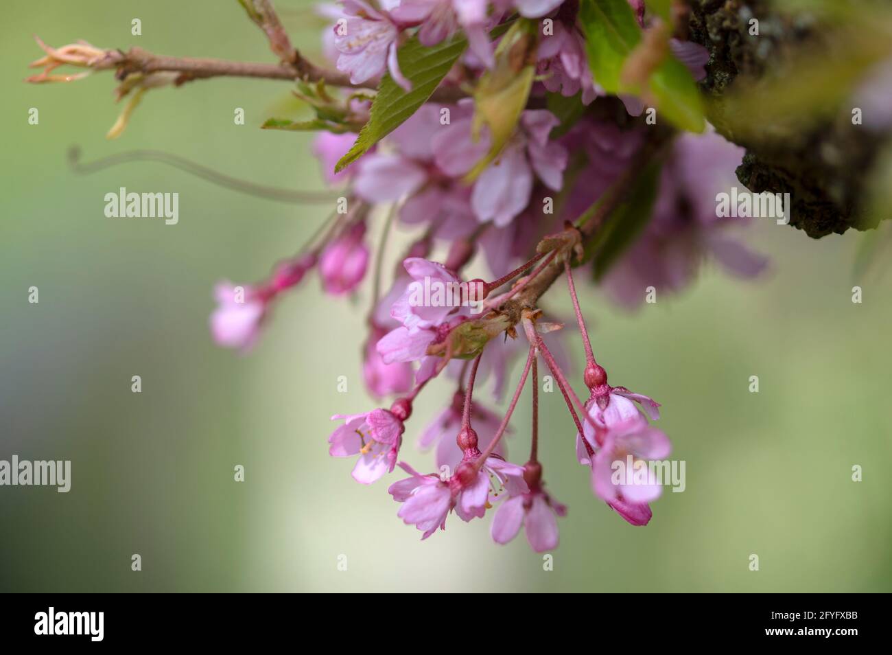 Close Up Prunus subhirtella At Amsterdam The Netherlands 12-4-2021 Stock Photo