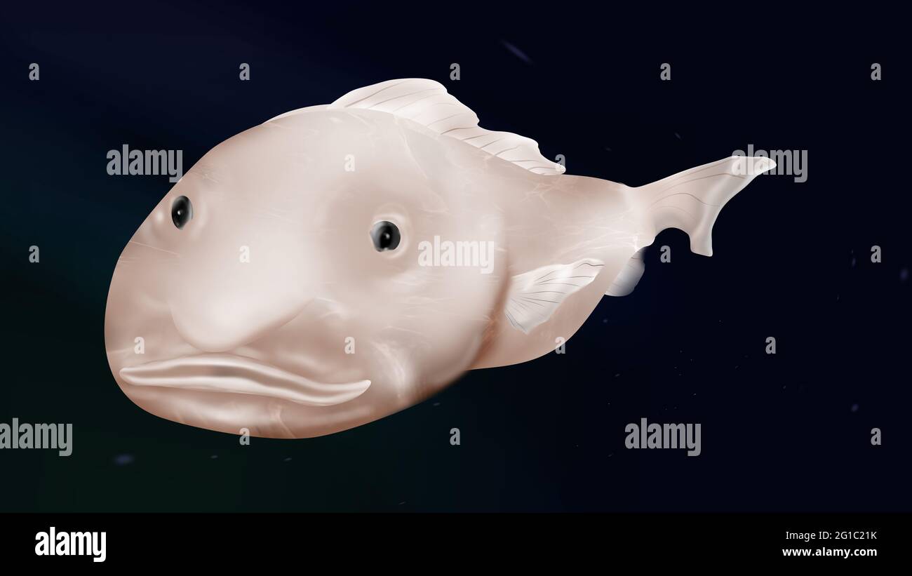 Blobfish, (blob fish) Stock Photo