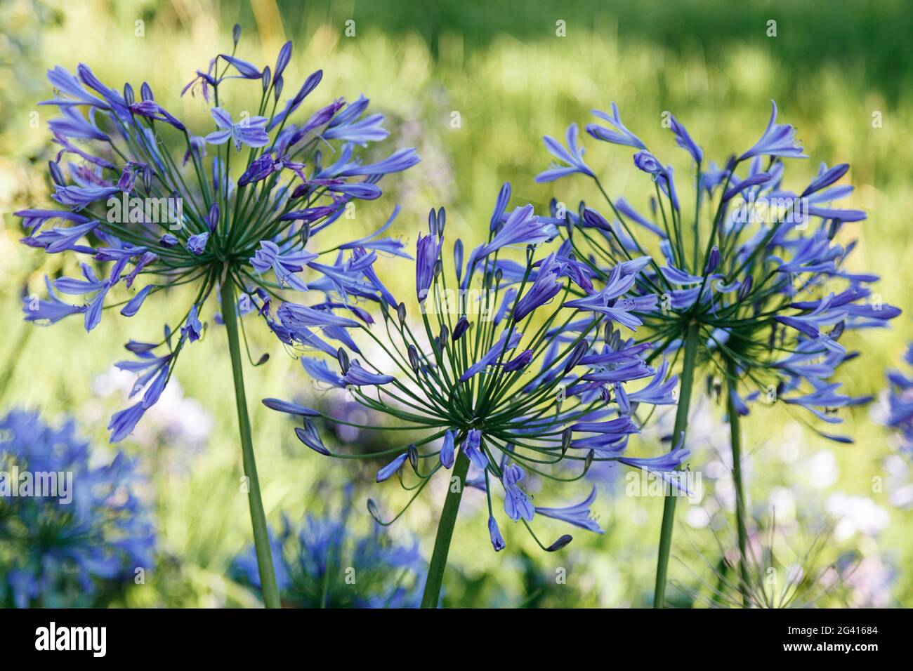 Blue Agapanthus (africanus) Stock Photo