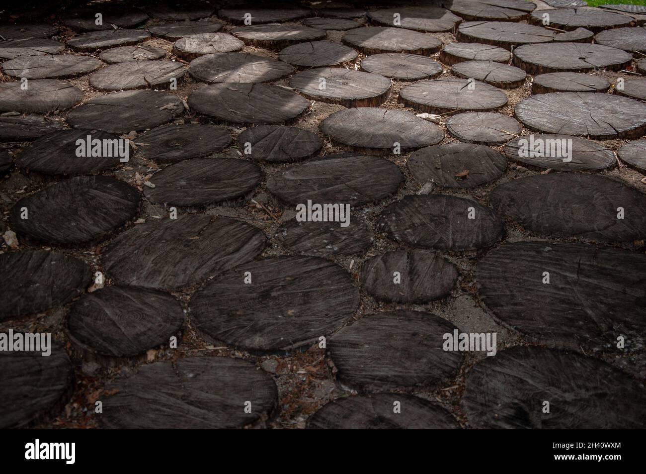 Sustainable rustic wooden floor tiles made from tree cross section slices Stock Photo