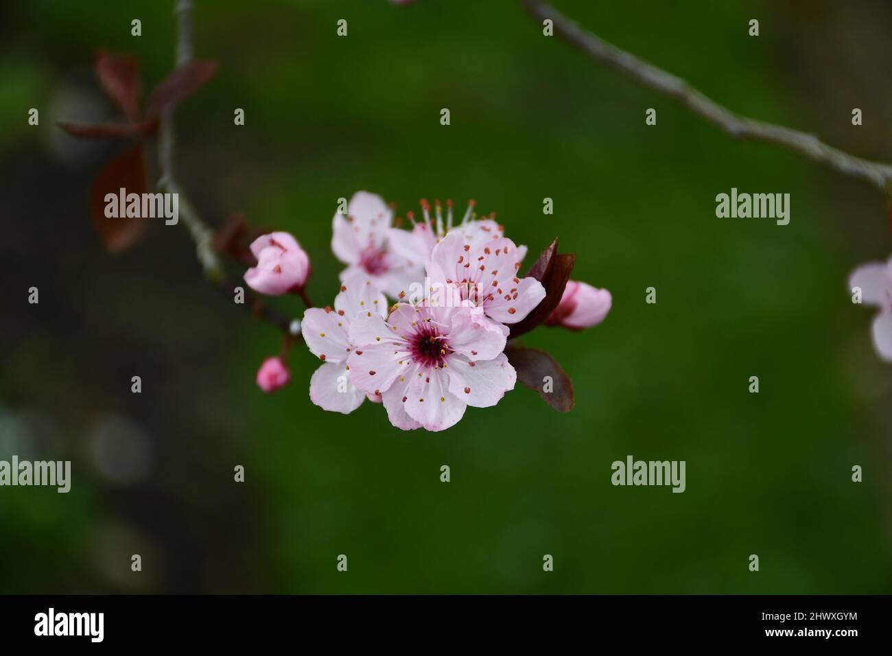 Prunus Autumnalis Rosea - Winter Cherry Blossom Stock Photo