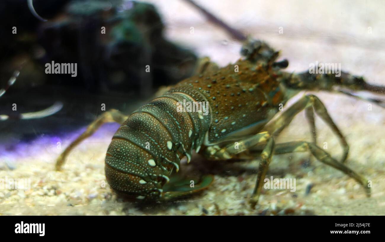 Lobster fish in the water Stock Photo