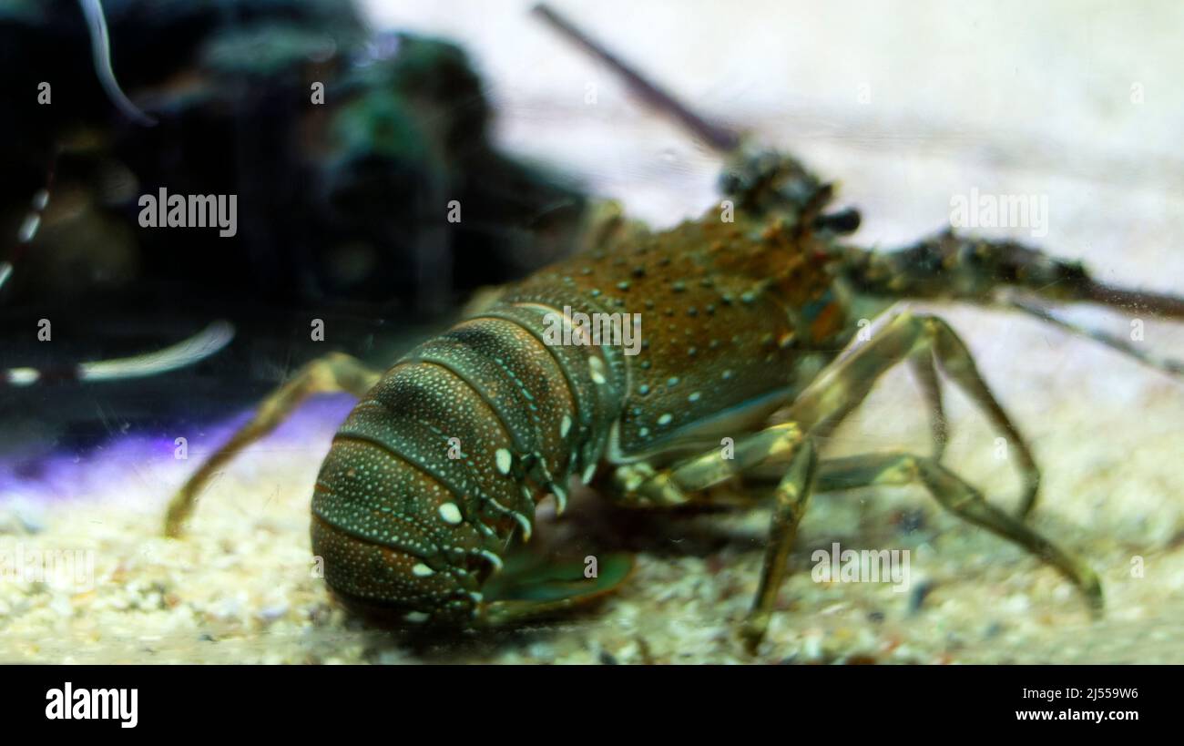 Lobster fish in the tank Stock Photo