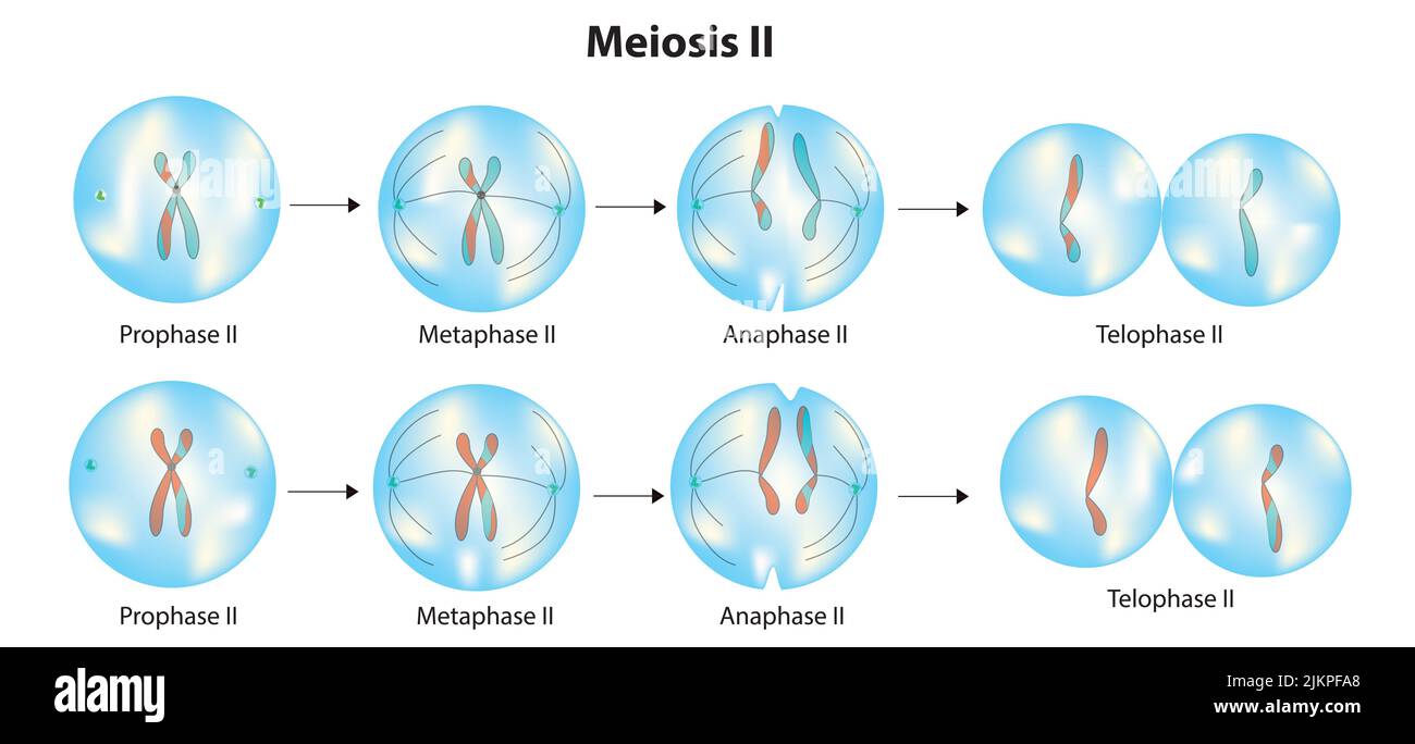 Meiosis ii stages Stock Photo