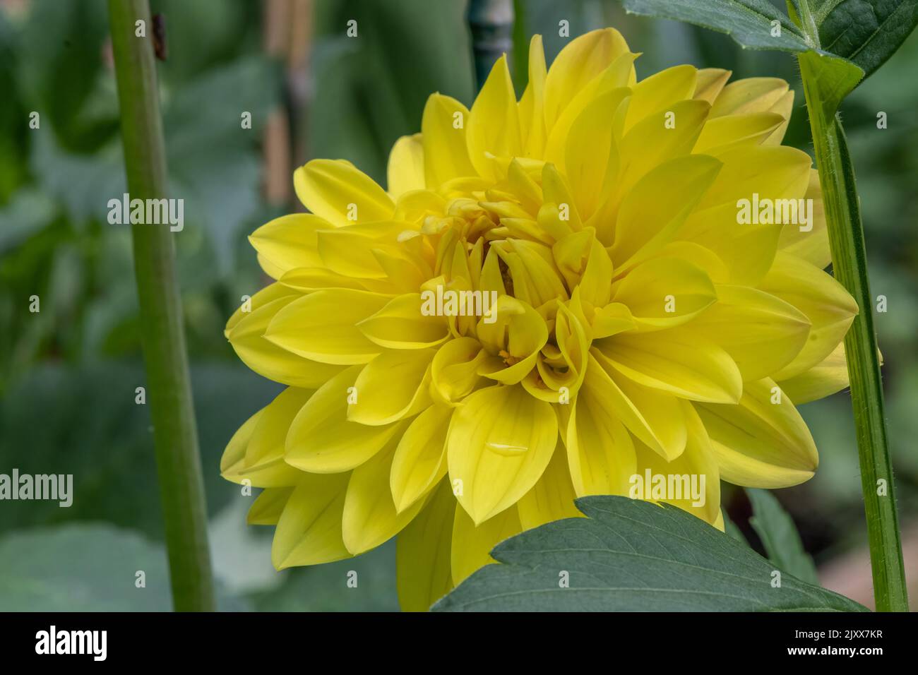 Yellow decorative dahlia. Stock Photo