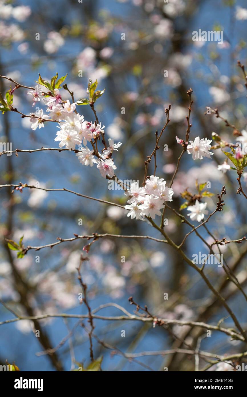 Prunus x subhirtella 'Autumnalis Rosea' Stock Photo