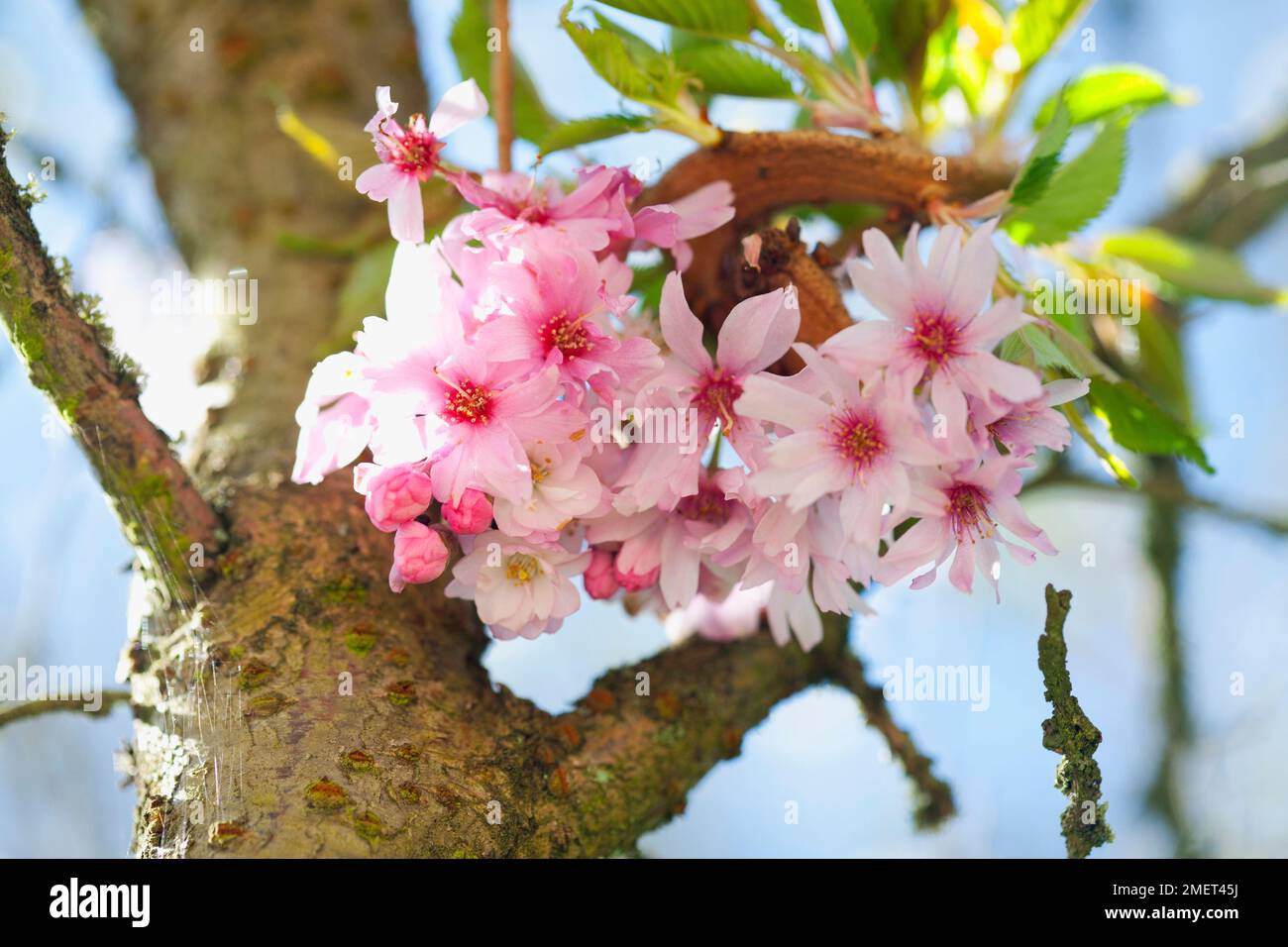 Prunus x subhirtella 'Autumnalis Rosea' (Japanese Cherry) Stock Photo