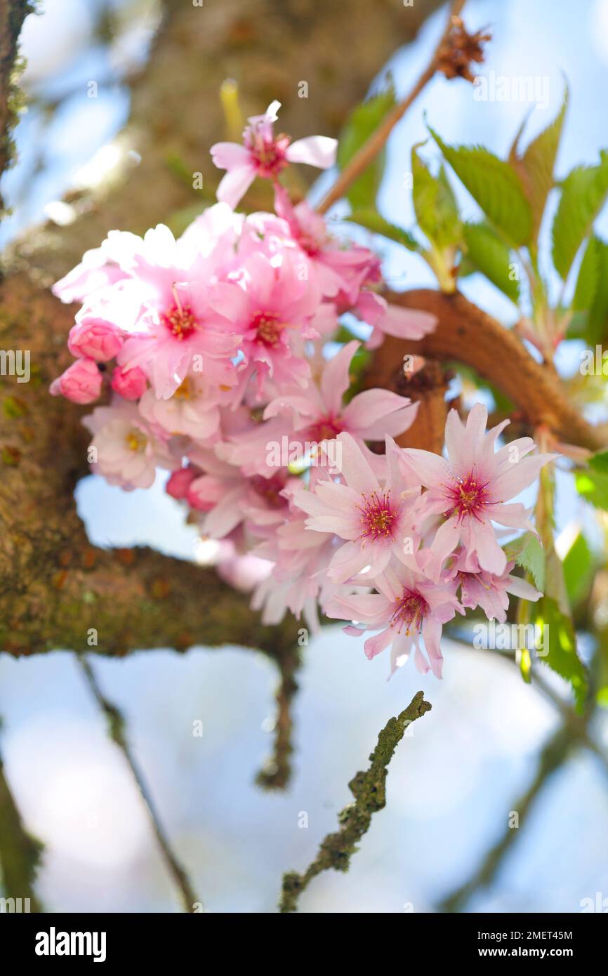 Prunus x subhirtella 'Autumnalis Rosea' Stock Photo