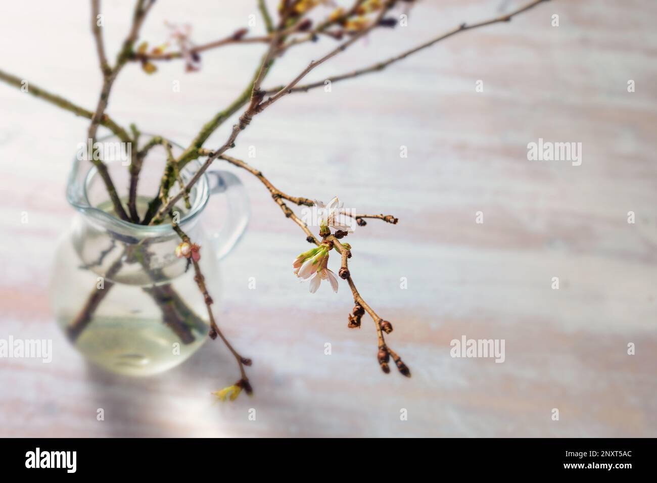 Glass vase with branches of winter cherry (Prunus subhirtella Autumnalis) with delicate blossoms in early spring on a light wooden table, seasonal gre Stock Photo