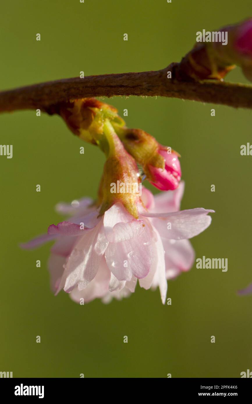 Rosebud Cherry (Prunus x subhirtella) 'Autumnalis Rosea', close-up of flowers, growing in garden, Powys, Wales, United Kingdom Stock Photo