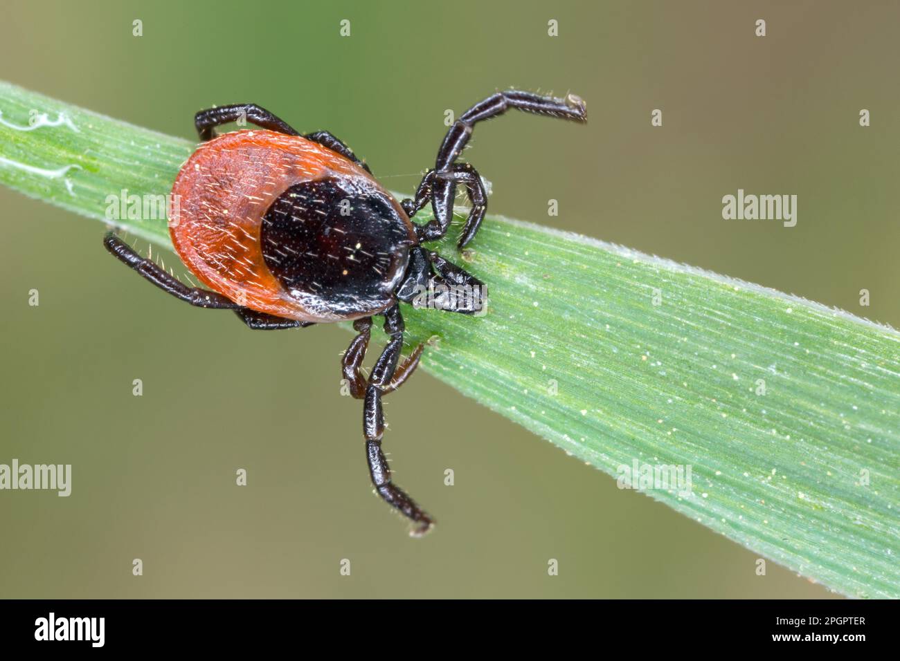 Deer Tick Stock Photo