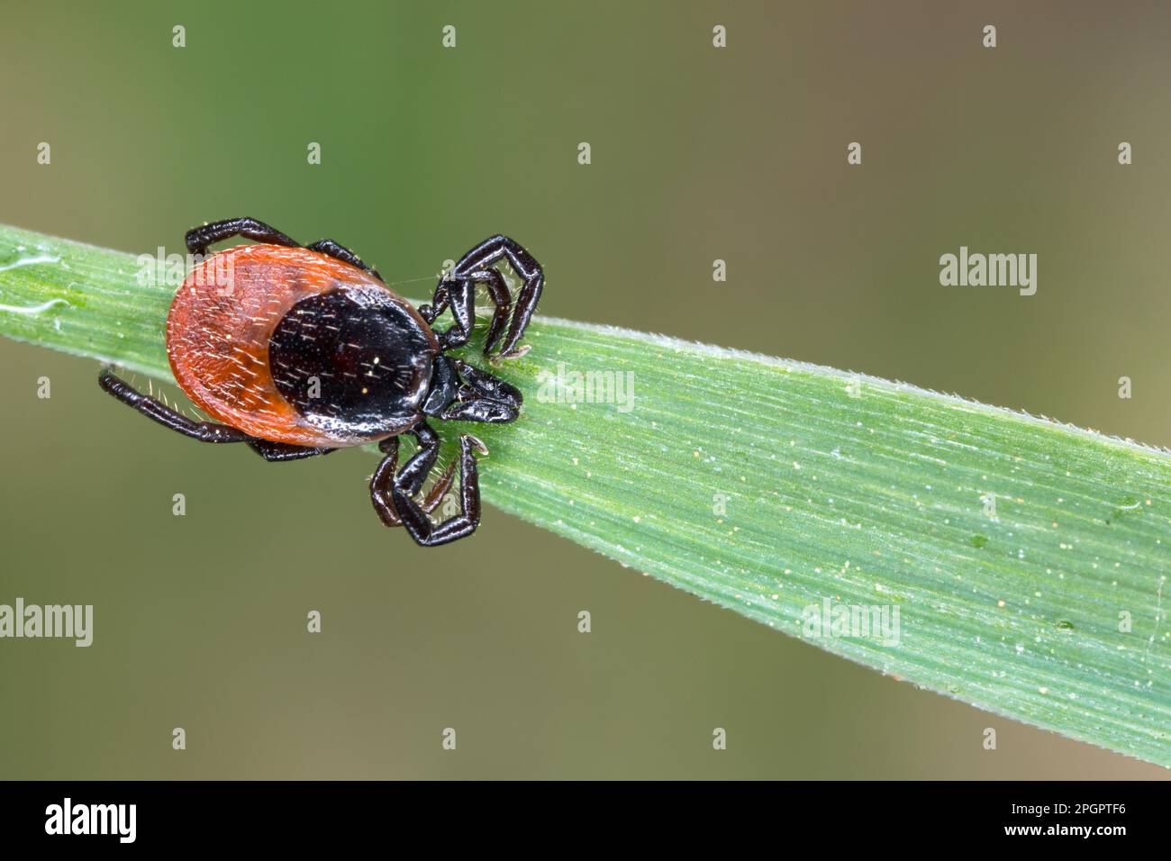 Deer Tick Stock Photo