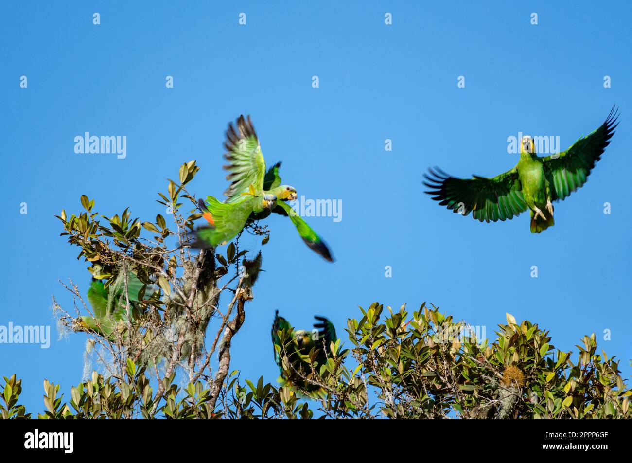 rainforest parrot flying