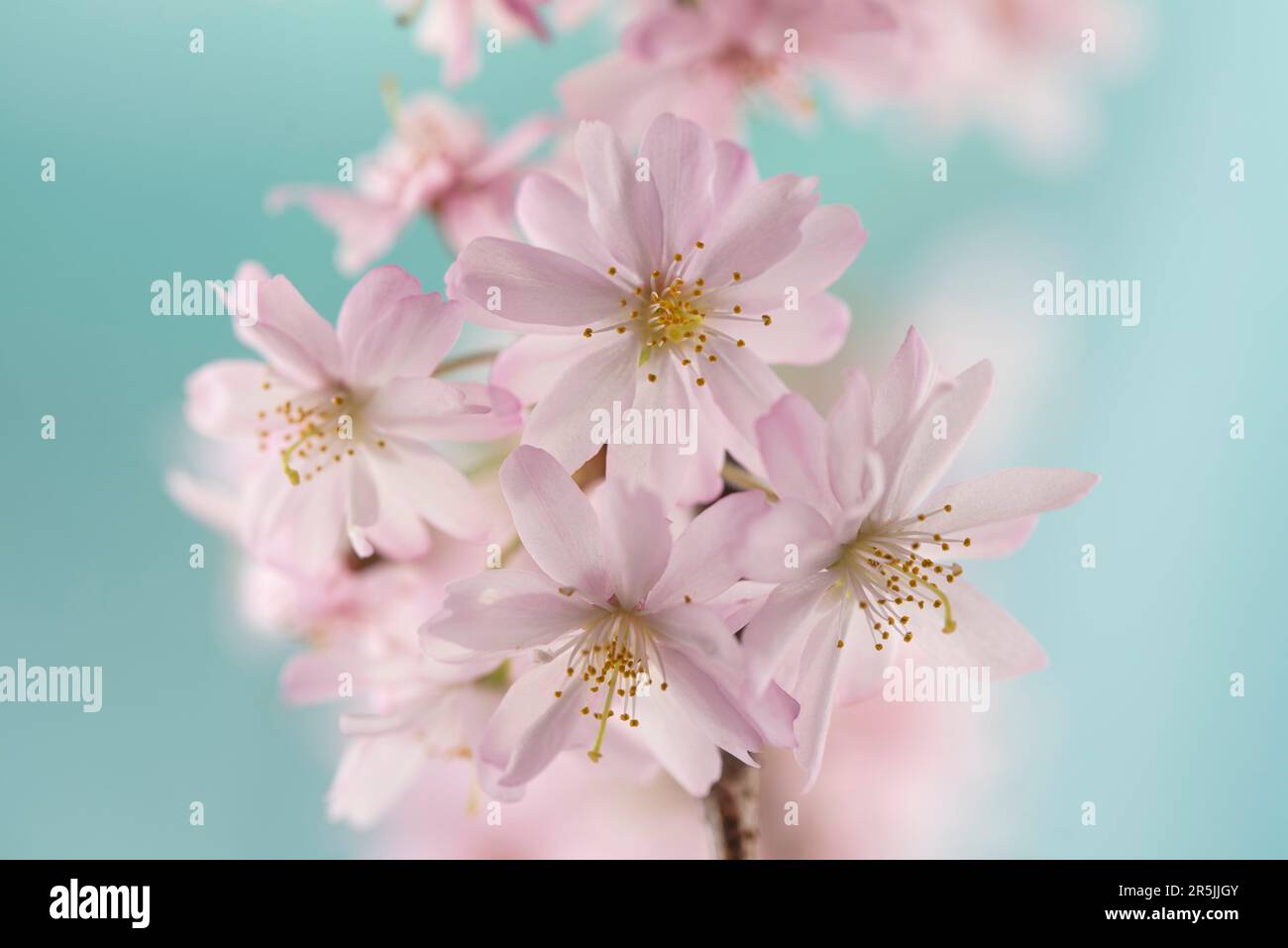 Pink Japanese cherry blossoms macro on light blue background Stock Photo