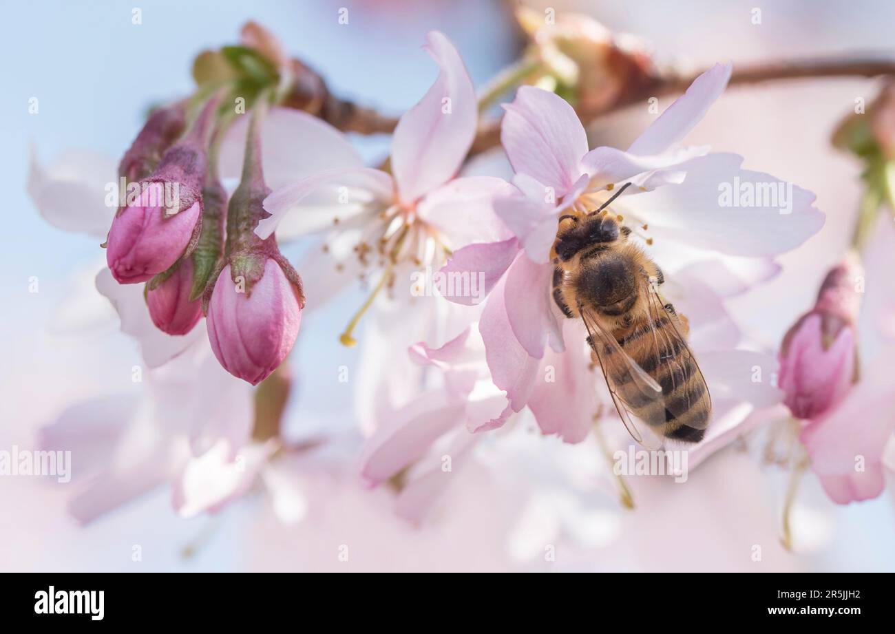 A bee on Pink autumnalis cherry blossom, macro Stock Photo