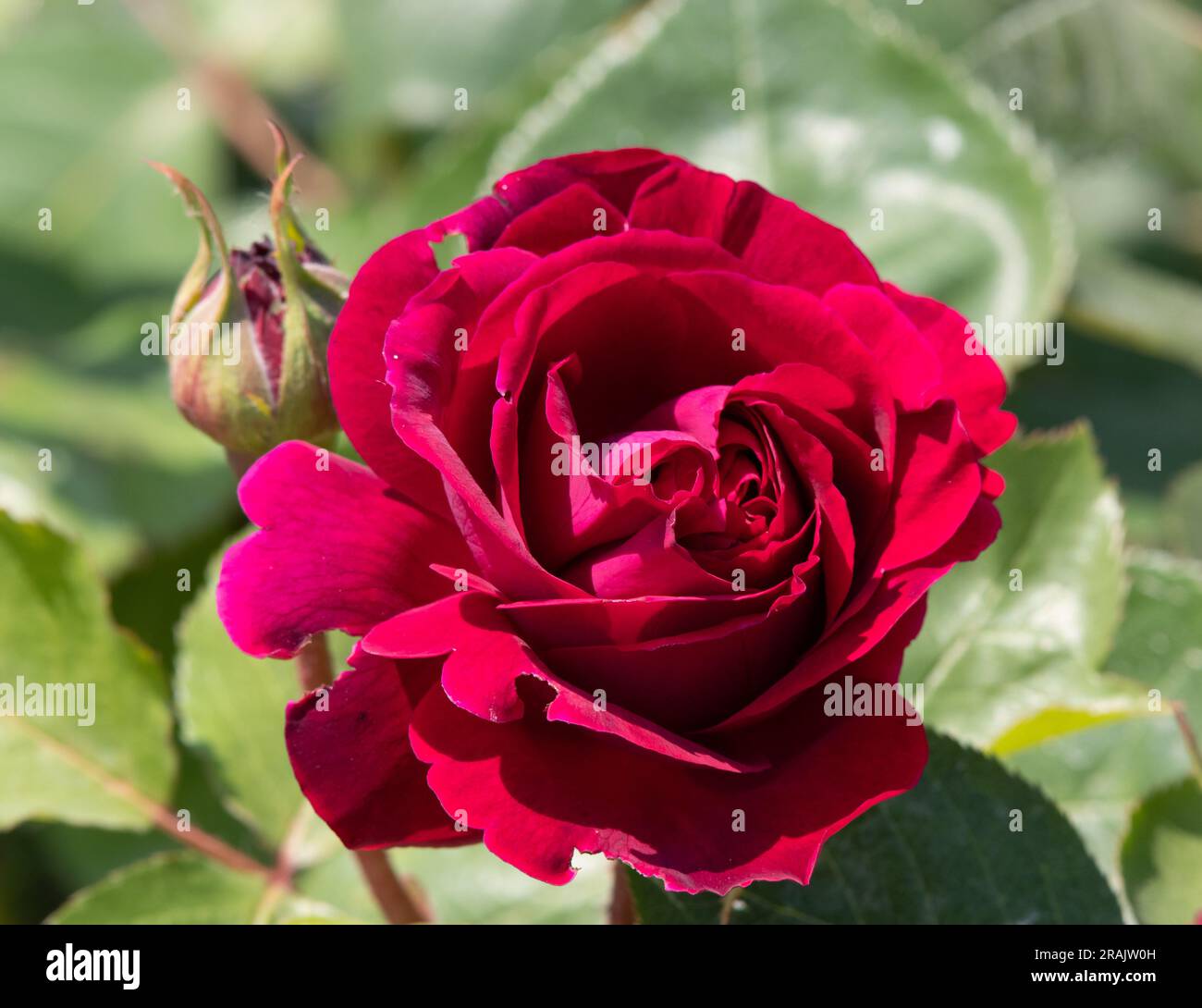 Rosa Falstaff Stock Photo