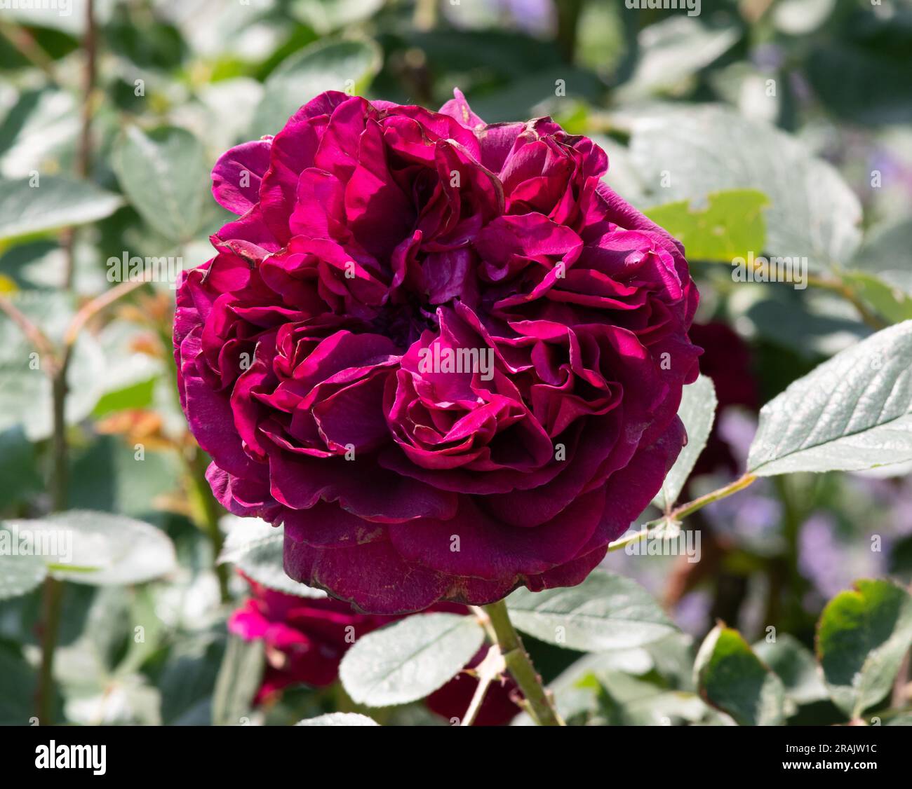 Rosa Falstaff Stock Photo