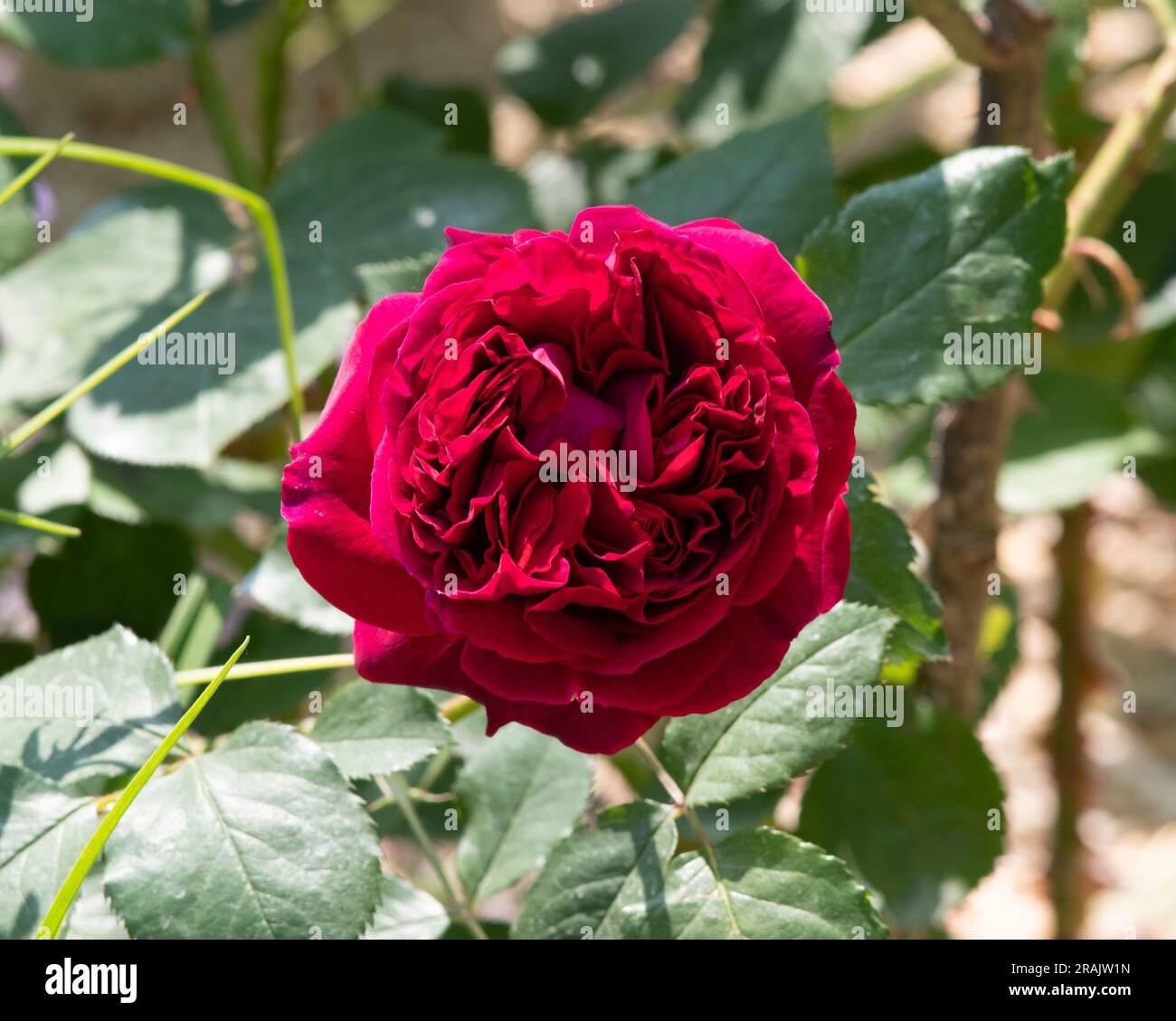 Rosa Falstaff Stock Photo